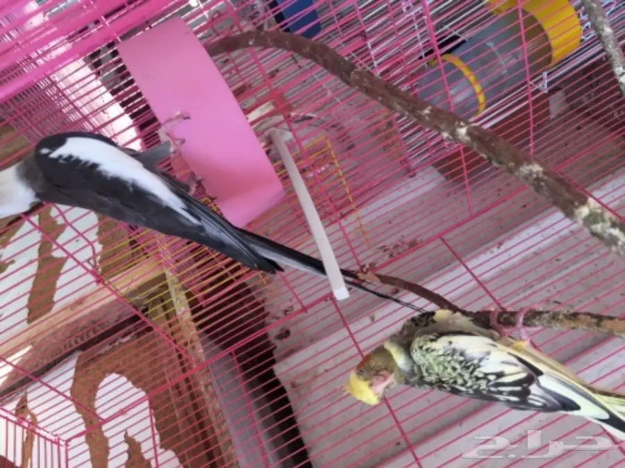 كروان للبيع (image 1)