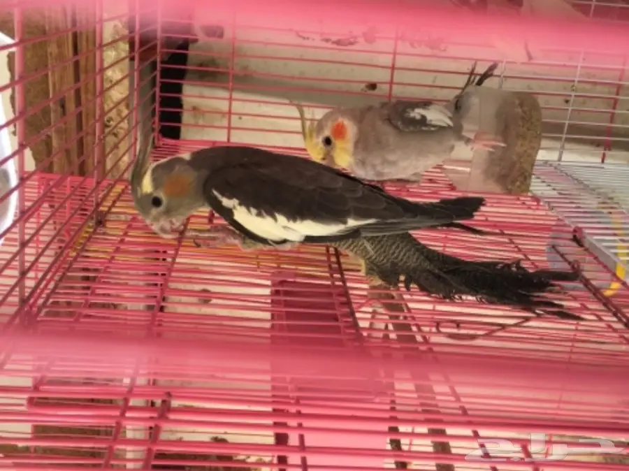 كروان للبيع (image 2)