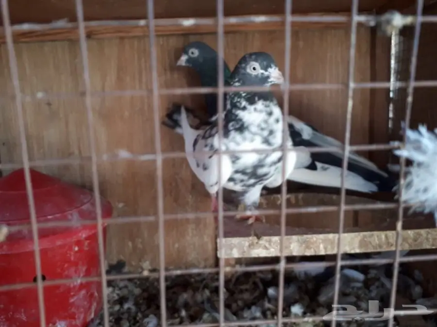 حمام باكستاني فريد من نوعه - تيدي ورامبوري!