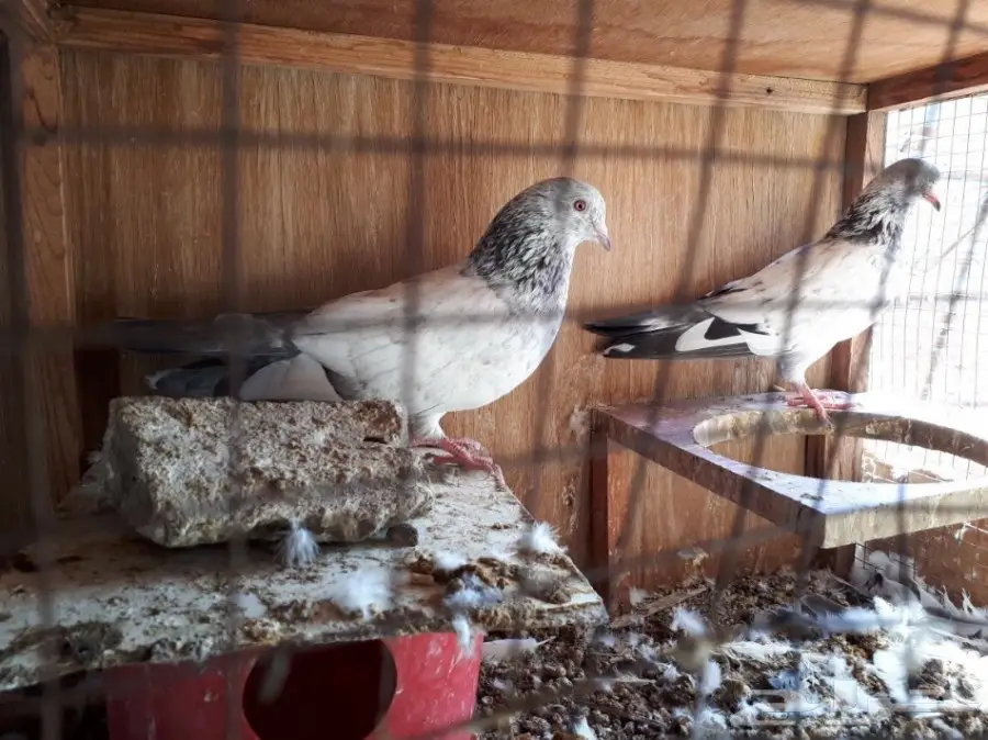 حمام باكستاني فريد من نوعه - تيدي ورامبوري! (image 3)