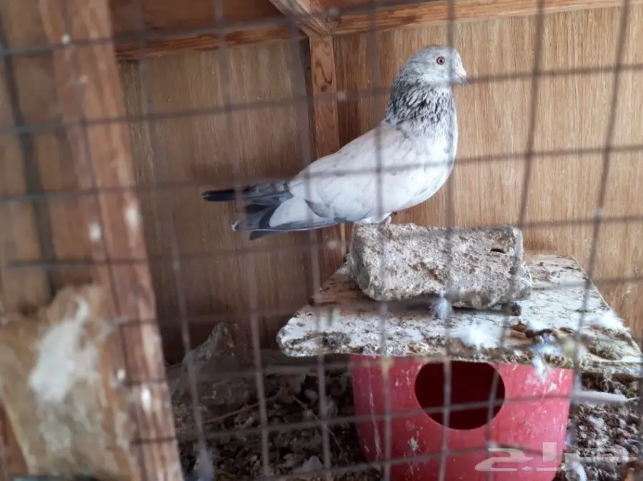 حمام باكستاني فريد من نوعه - تيدي ورامبوري! (image 5)