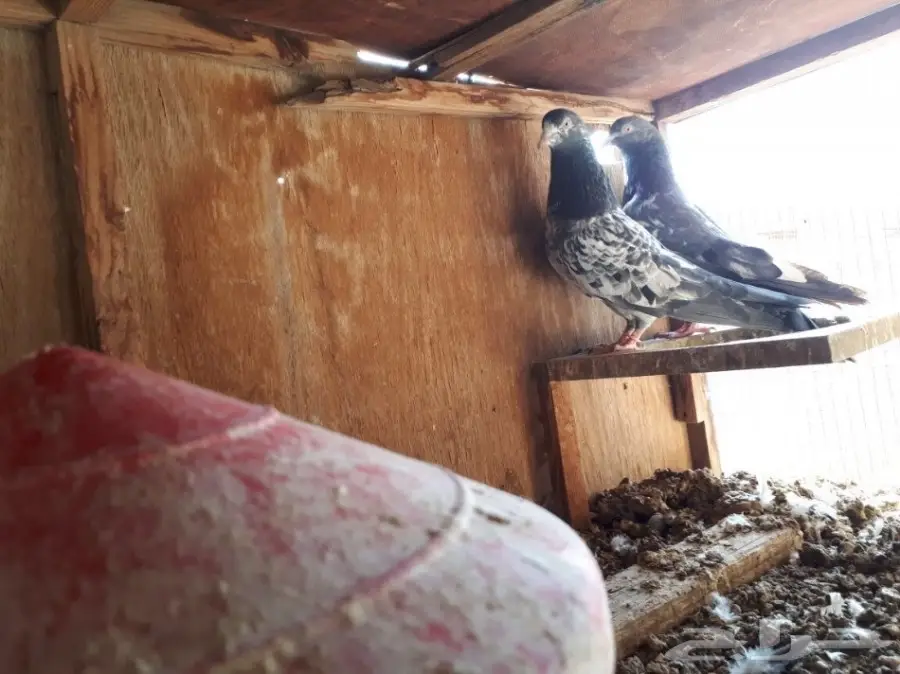 حمام باكستاني فريد من نوعه - تيدي ورامبوري! (image 6)