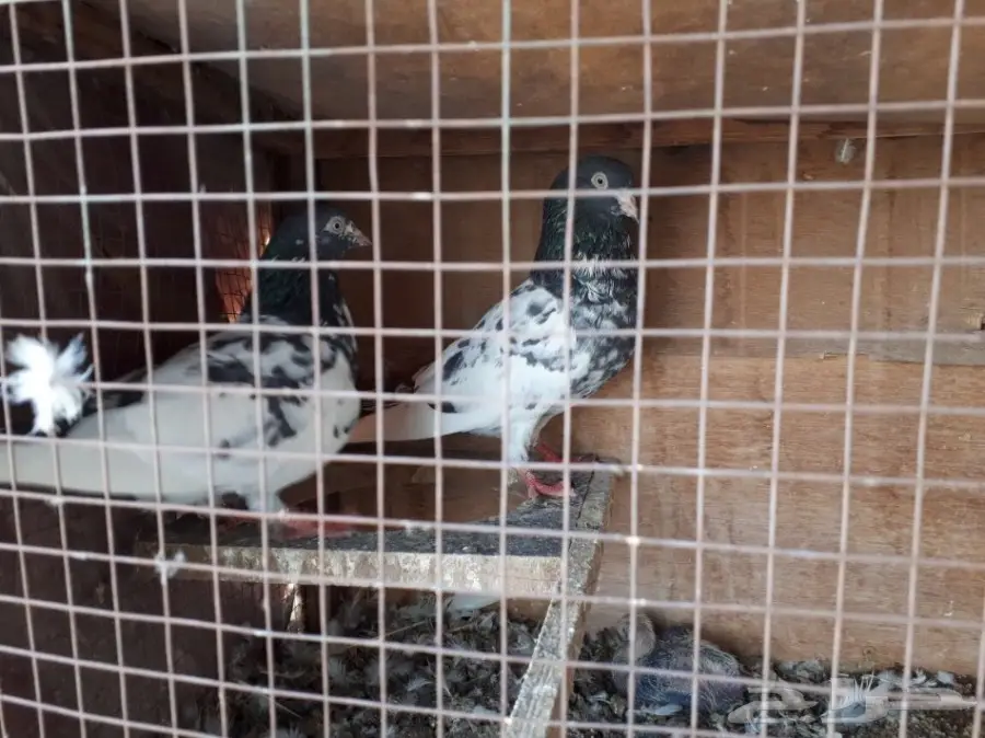 حمام باكستاني فريد من نوعه - تيدي ورامبوري! (image 11)