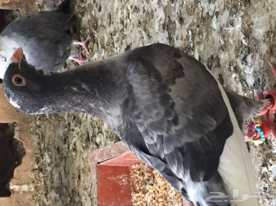 جوز مسود ازرق Top - فرصة لا تُفوّت! (image 3)