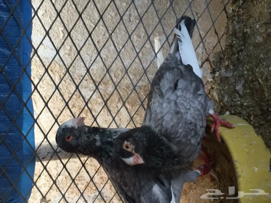 جوز مسود ازرق Top - فرصة لا تُفوّت! (image 5)