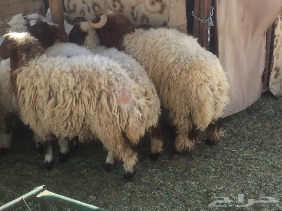 طليان ورخال للبيع 