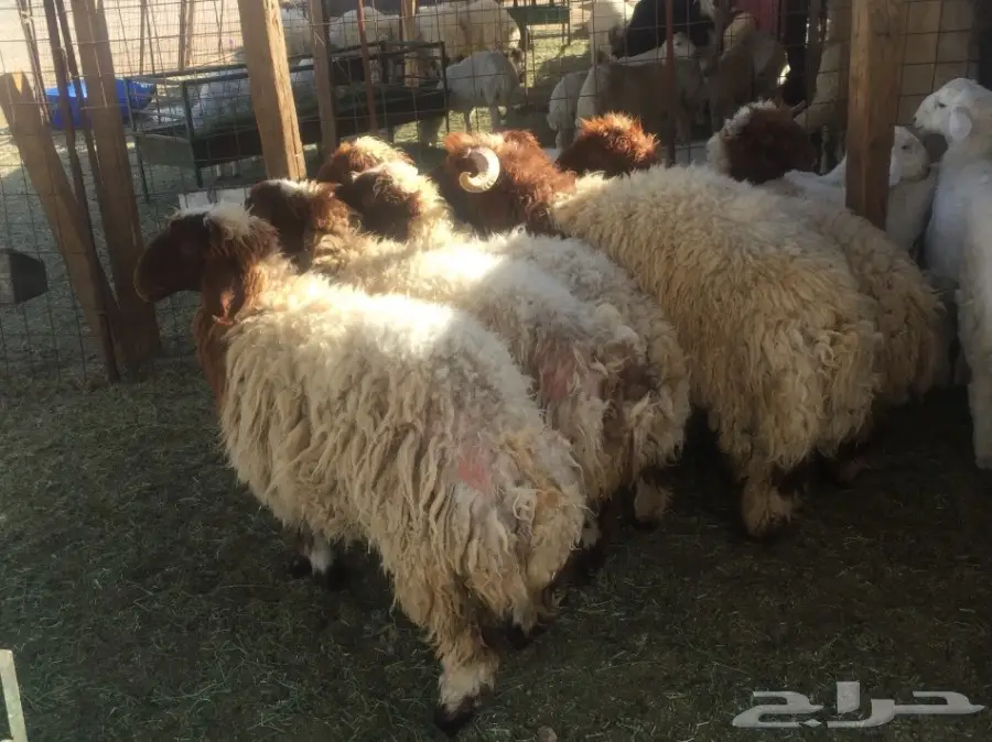 طليان ورخال للبيع  (image 1)