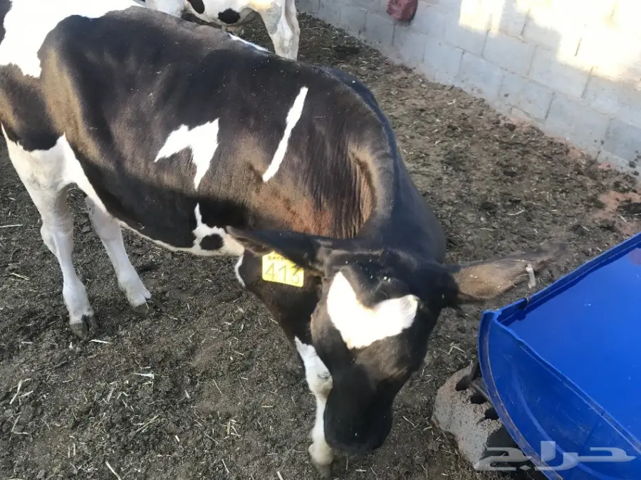 عجول بقر و ثيران  (image 1)