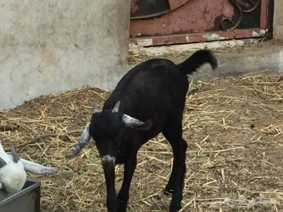 جفره بيشيه عمره 3 أشهر ونص ماشالله مقفله (image 1)