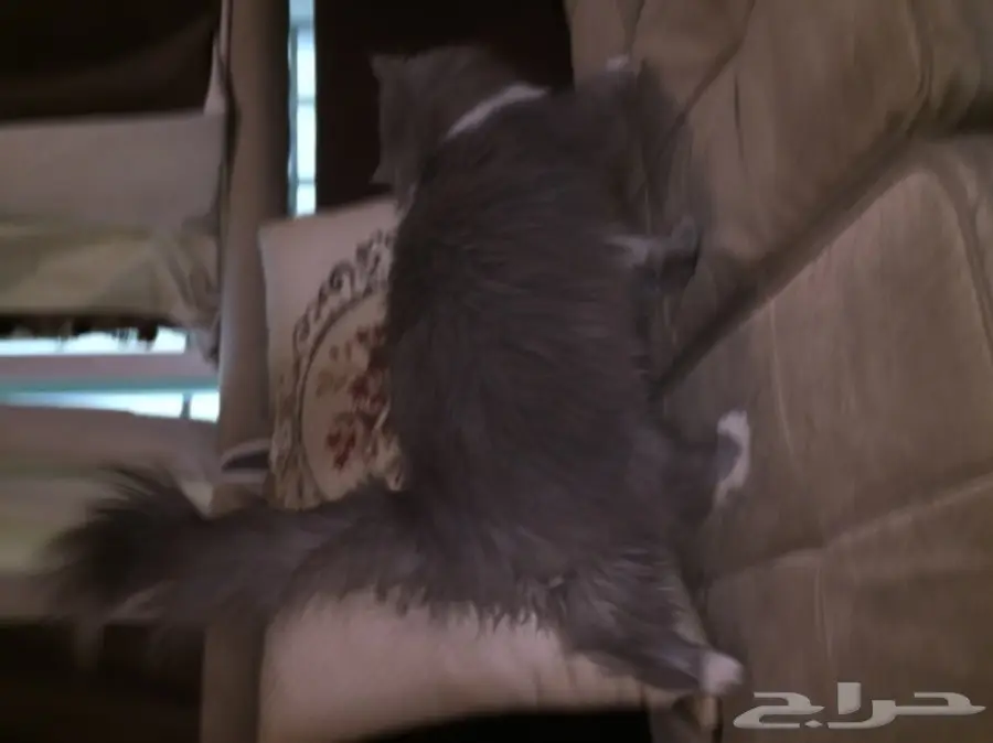 قطه للبيع (image 2)