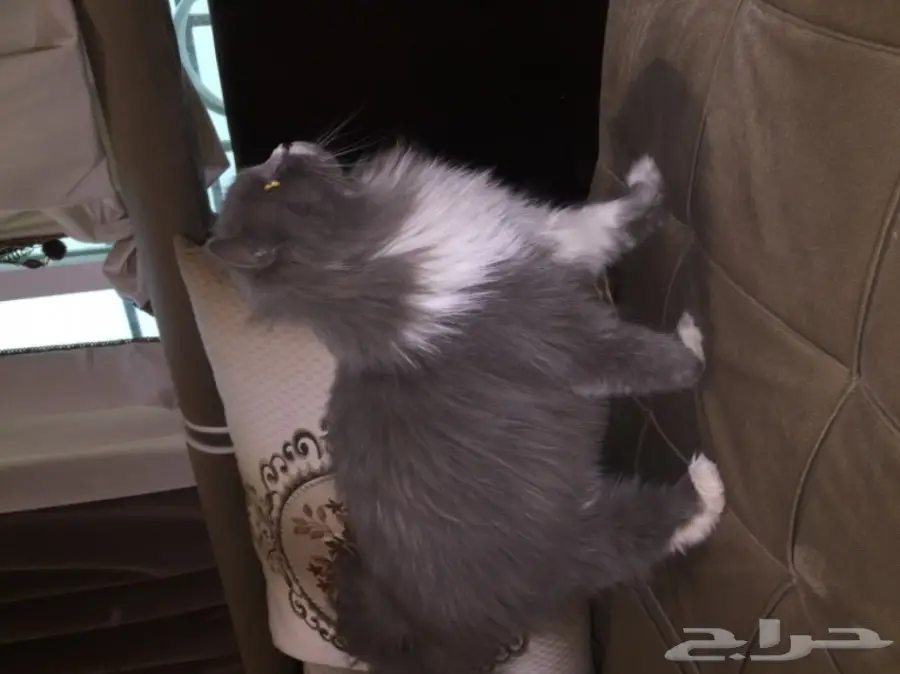قطه للبيع (image 3)