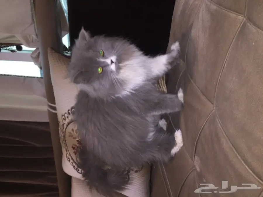 قطه للبيع (image 4)
