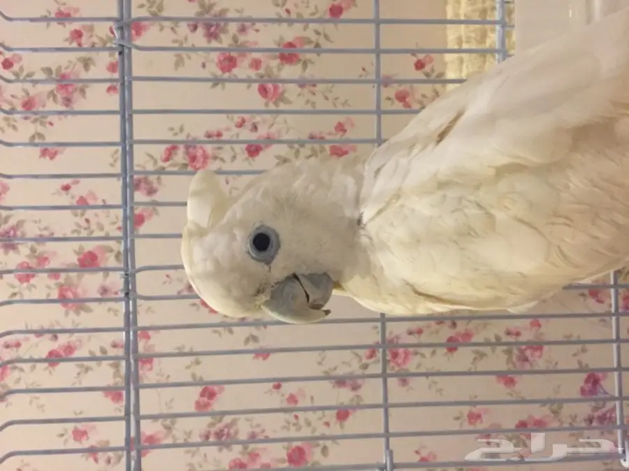 ببغاء كوكاتو سلمون 