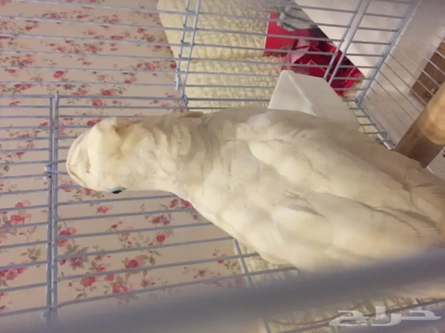 ببغاء كوكاتو سلمون  (image 1)