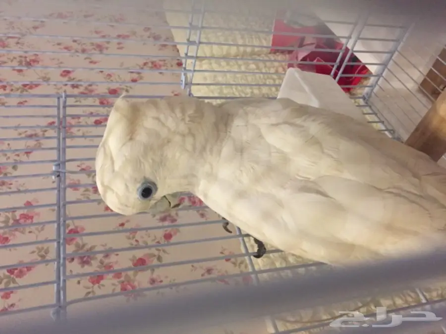 ببغاء كوكاتو سلمون  (image 2)