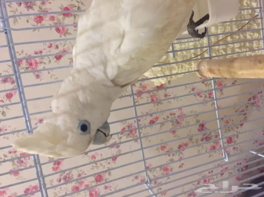 ببغاء كوكاتو سلمون  (image 3)