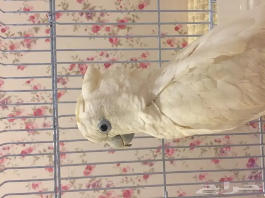 ببغاء كوكاتو سلمون  (image 4)