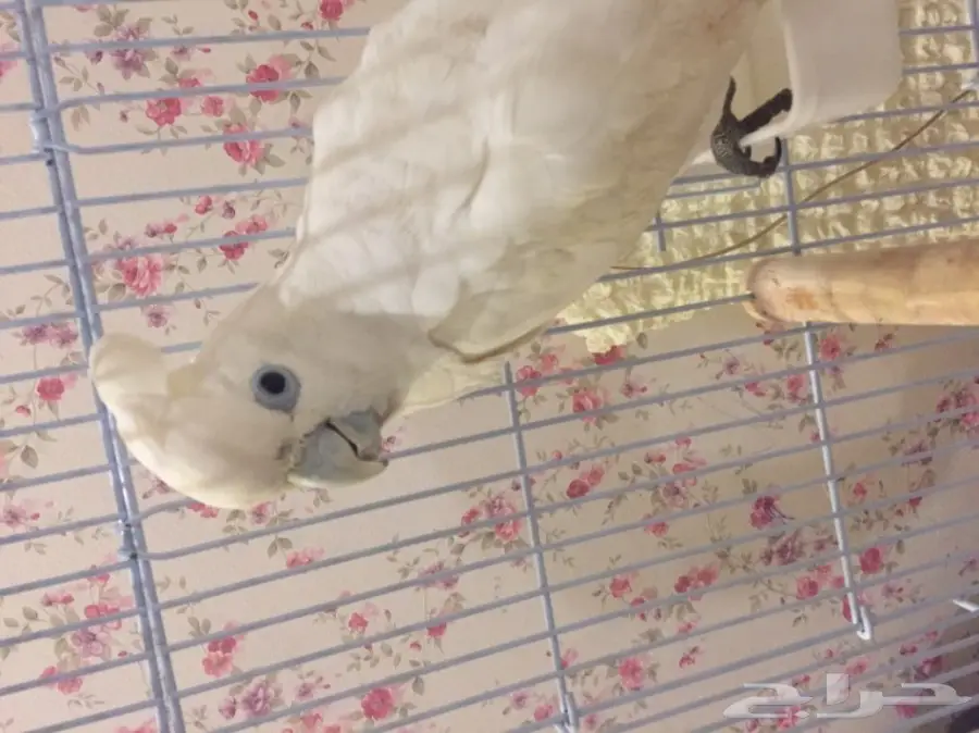 ببغاء كوكاتو سلمون  (image 5)