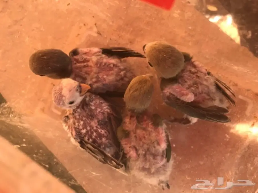 للبيع فروخ روز 