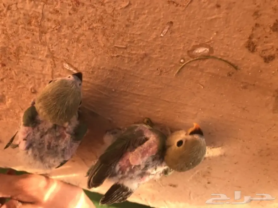 للبيع فروخ روز  (image 1)