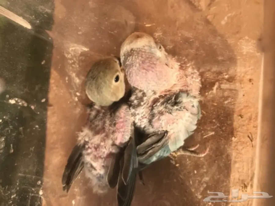 للبيع فروخ روز  (image 2)