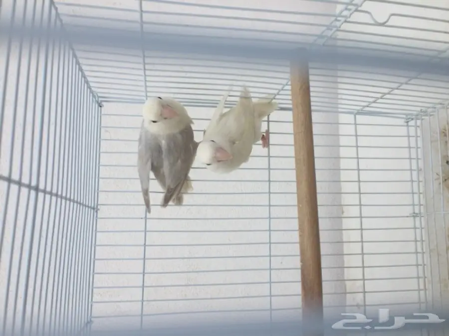 فرصة ذهبية! قطط بينو بيضاء رائعة - فرتين فقط