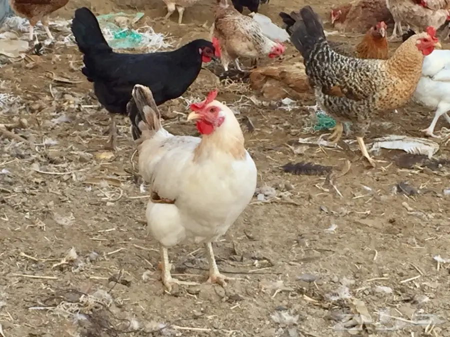 دجاج بلدي وفيومي بياض (image 1)