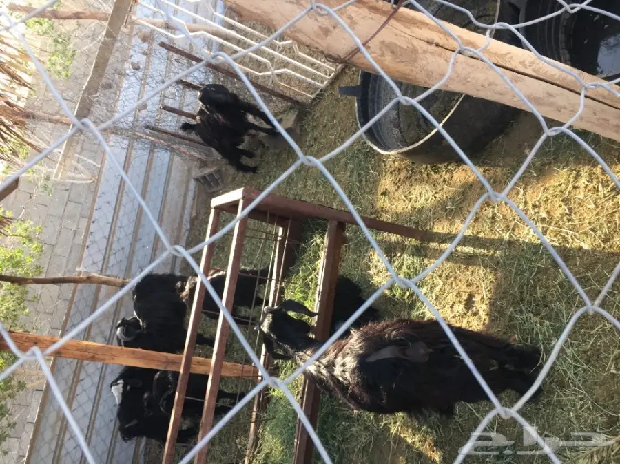 غنم للبيع (image 1)