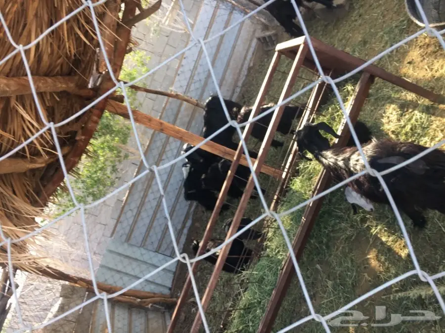 غنم للبيع (image 2)