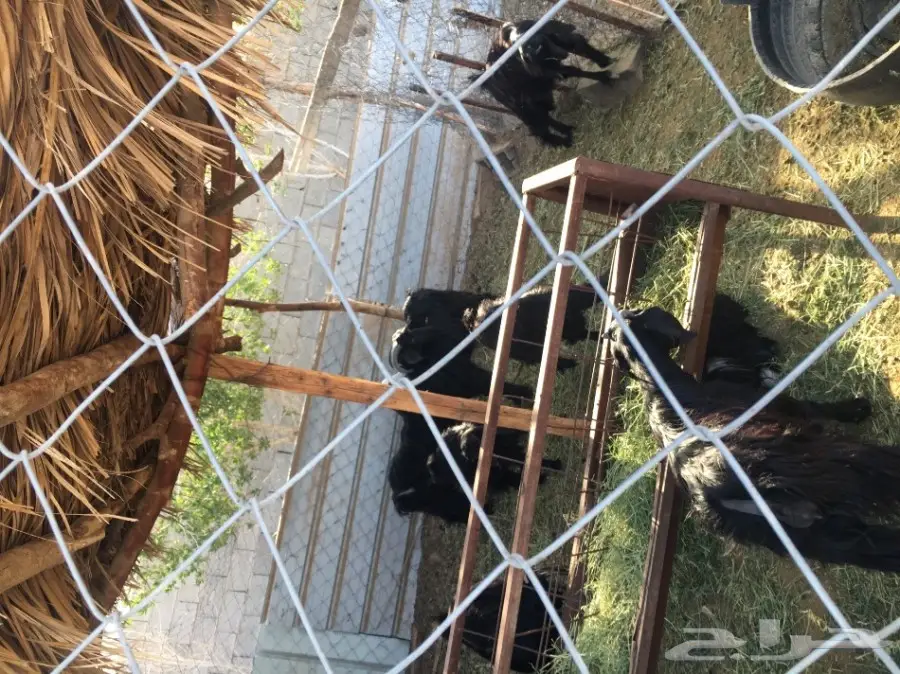 غنم للبيع (image 3)