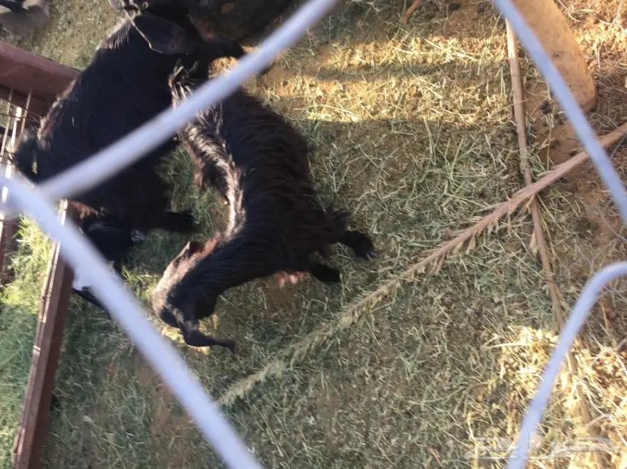 غنم للبيع (image 4)