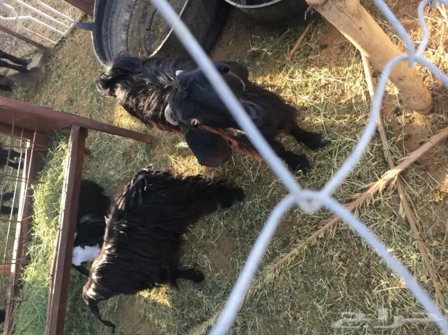 غنم للبيع (image 5)