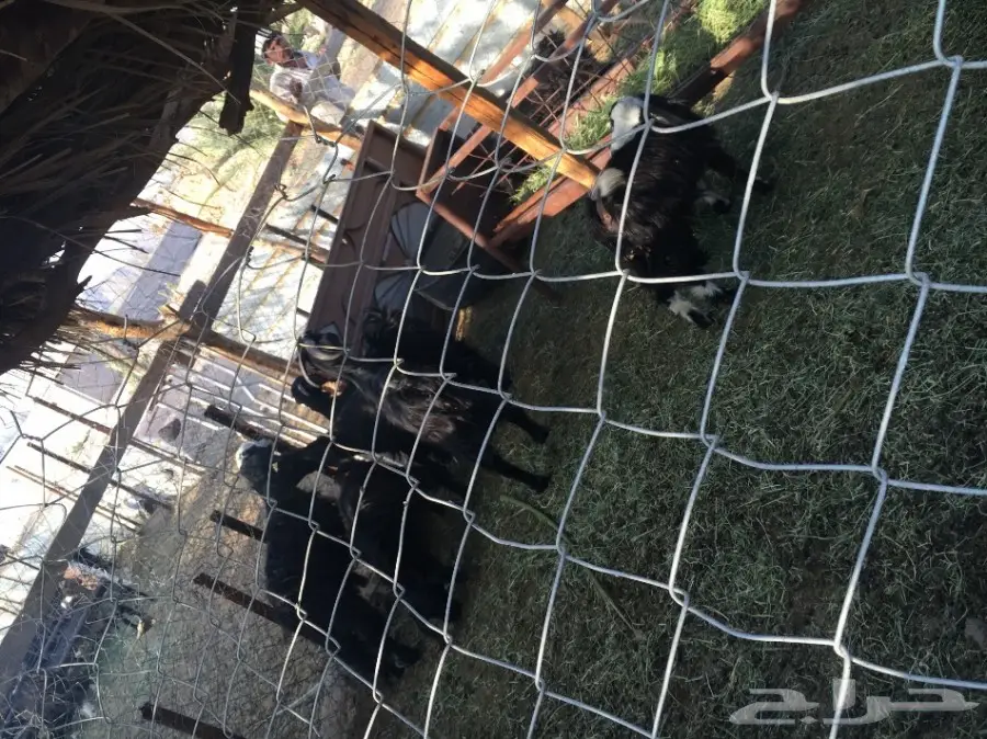 غنم للبيع (image 6)