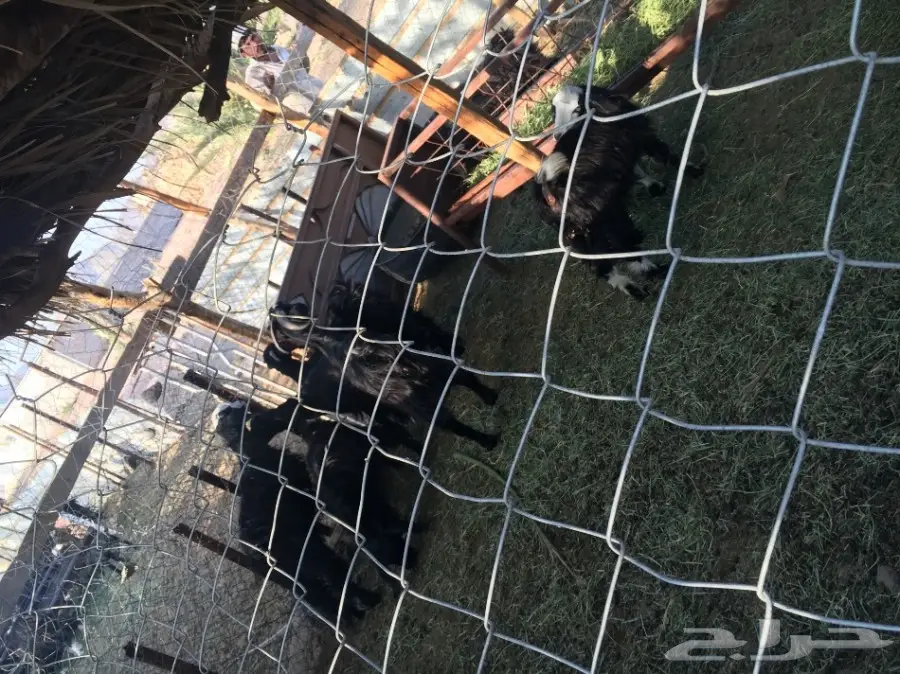 غنم للبيع (image 7)