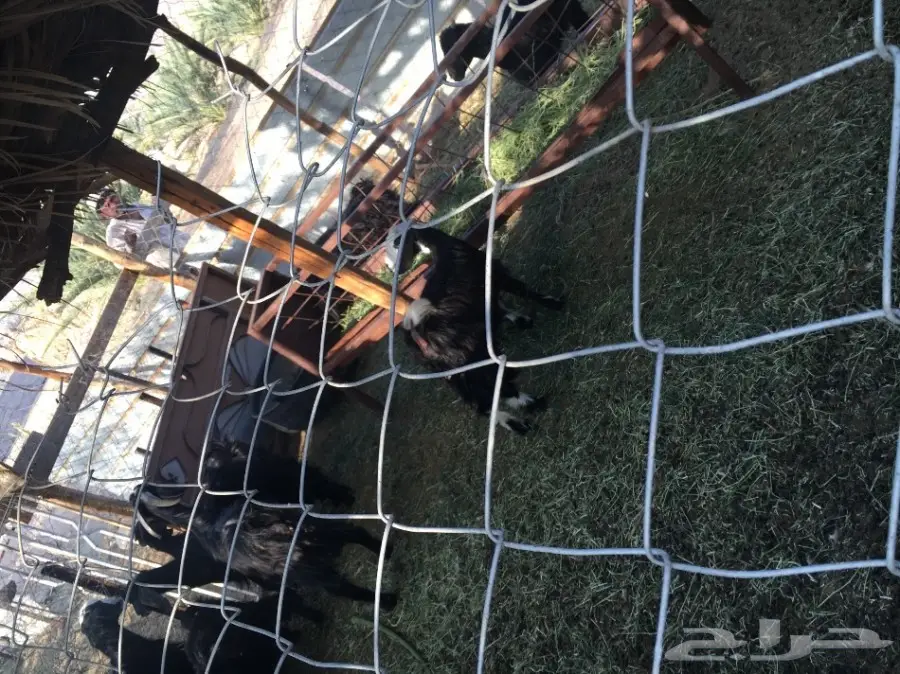 غنم للبيع (image 8)