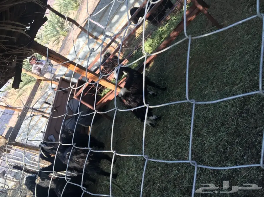 غنم للبيع (image 9)