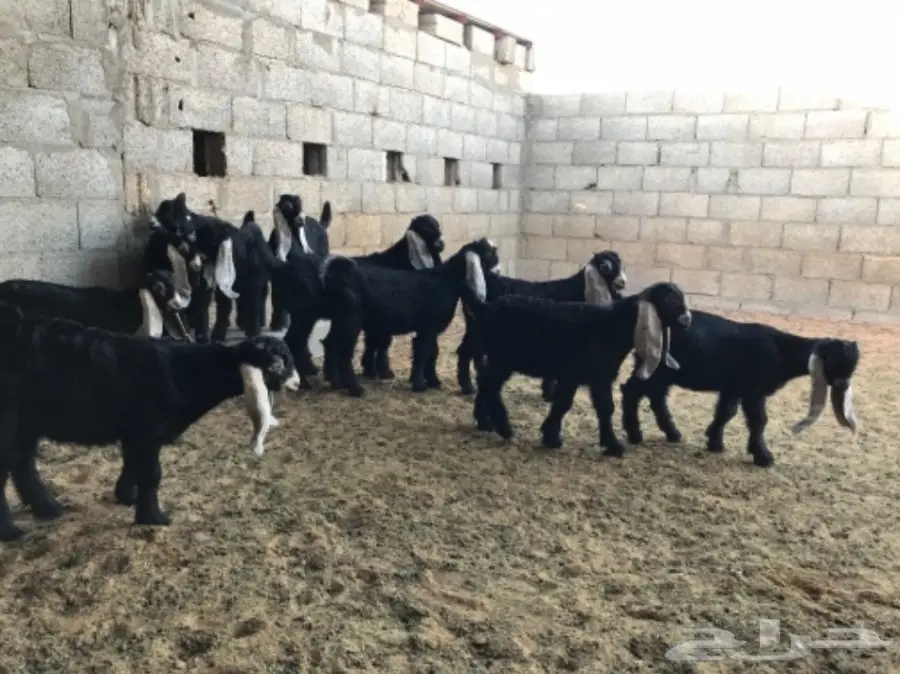 تيوس لبانيه للبيع