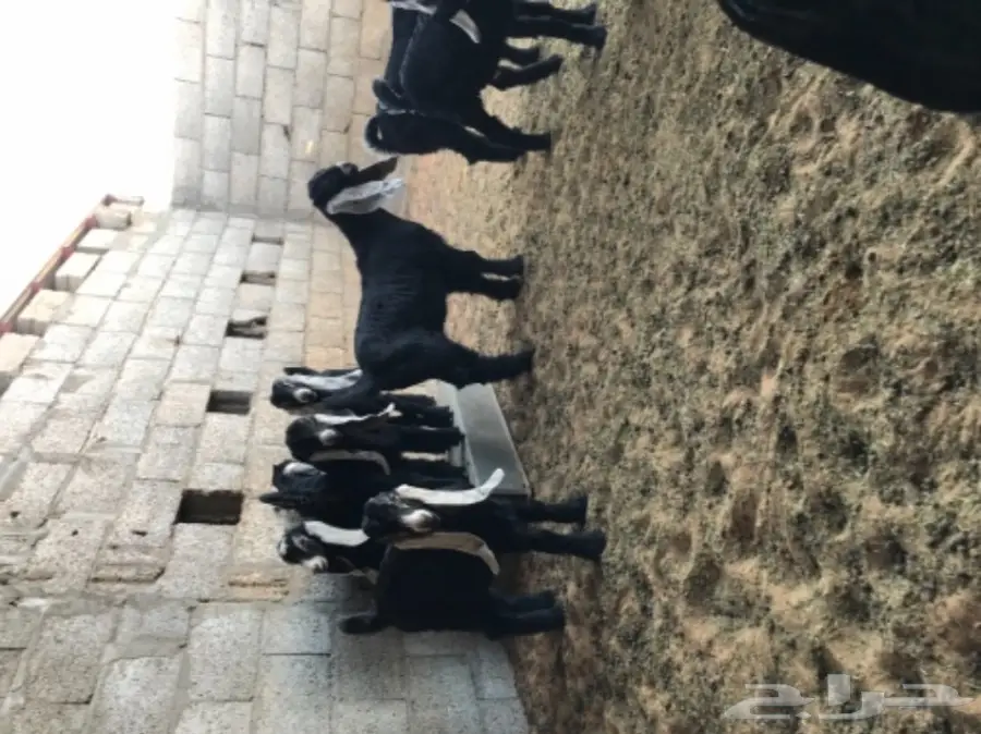 تيوس لبانيه للبيع (image 1)