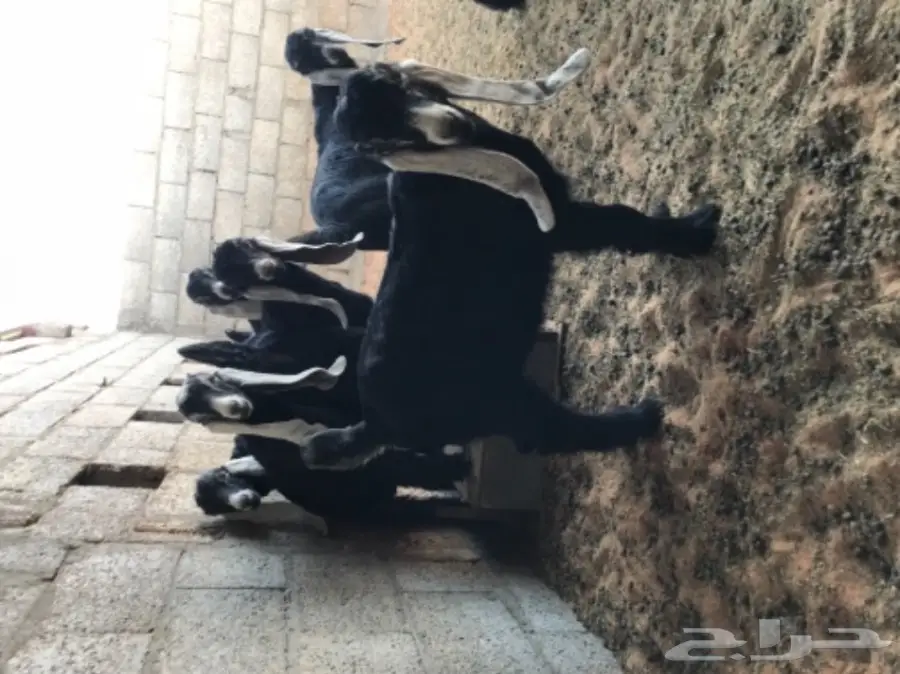 تيوس لبانيه للبيع (image 2)