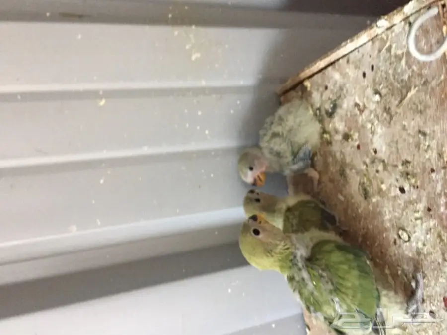 فروخ روز (image 1)