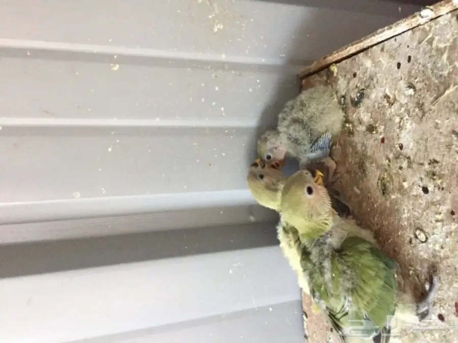 فروخ روز (image 2)