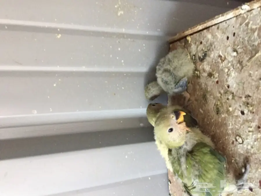 فروخ روز (image 3)