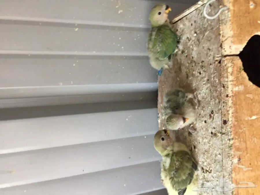 فروخ روز (image 4)