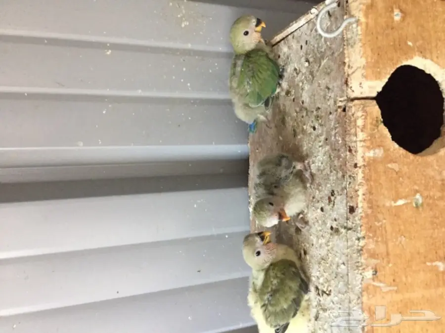 فروخ روز (image 5)