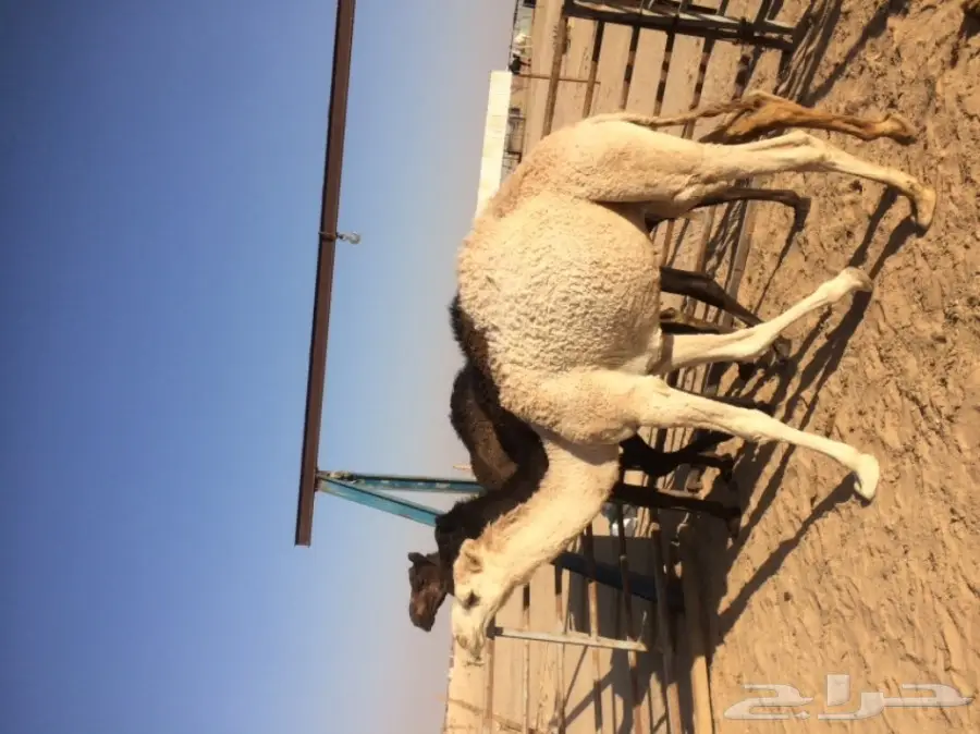 قعدان للبيع 