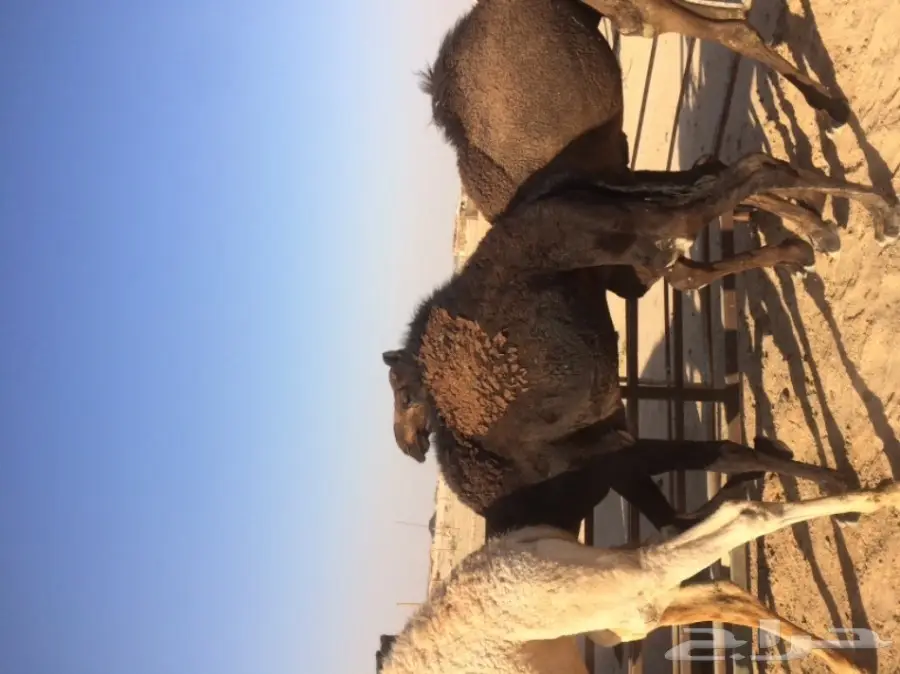 قعدان للبيع  (image 1)