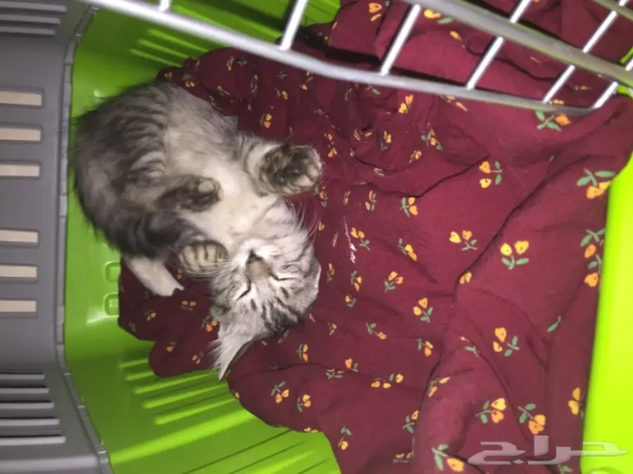 قطه مفقوده  (image 2)