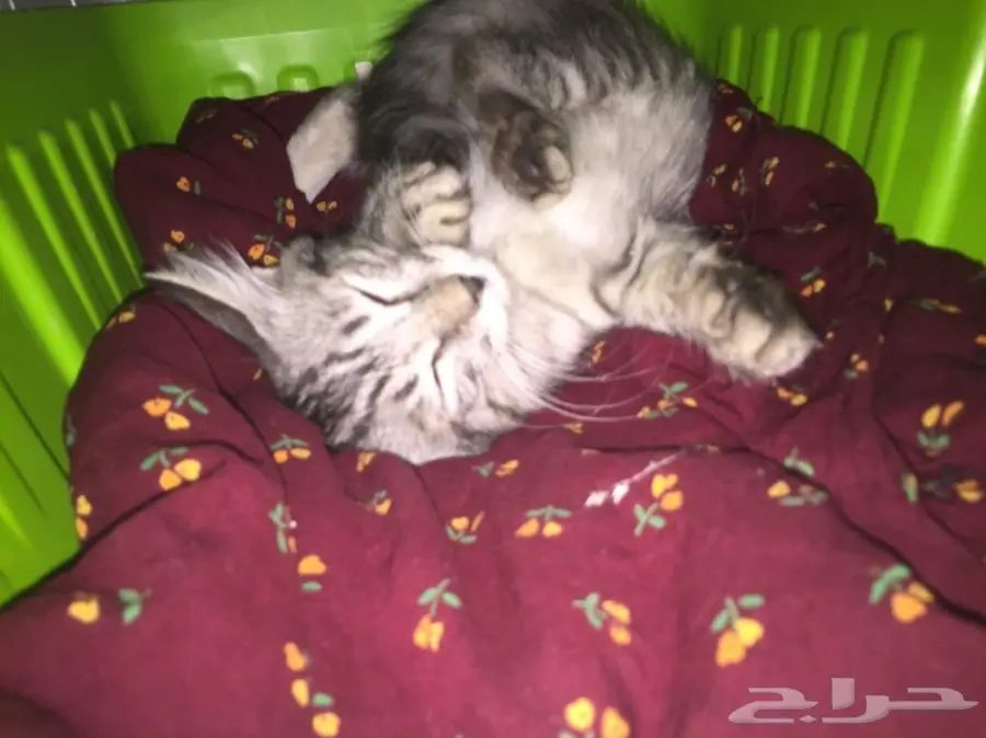 قطه مفقوده  (image 3)