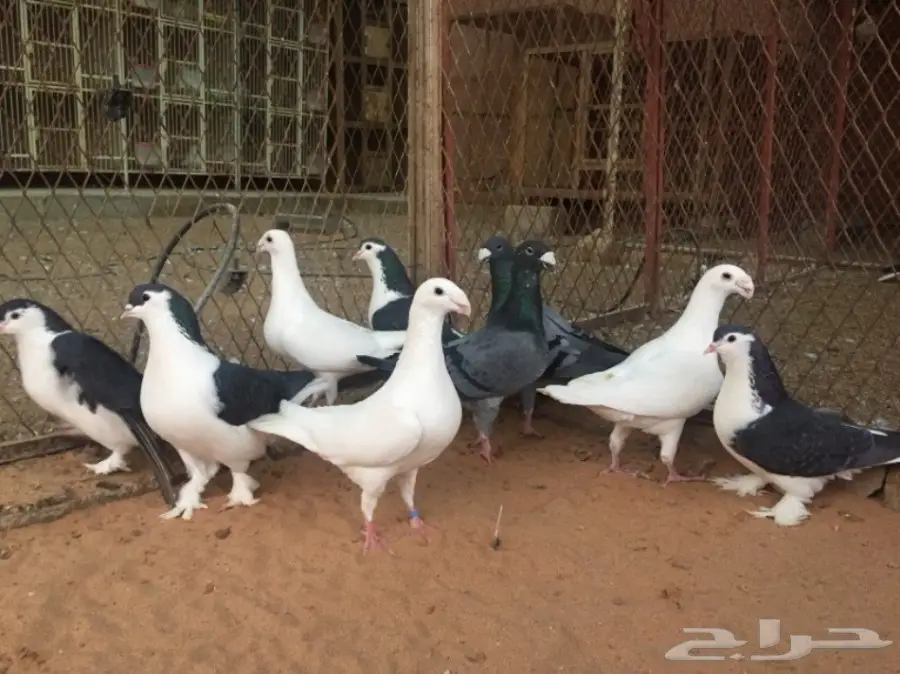 هومر و شيرازي