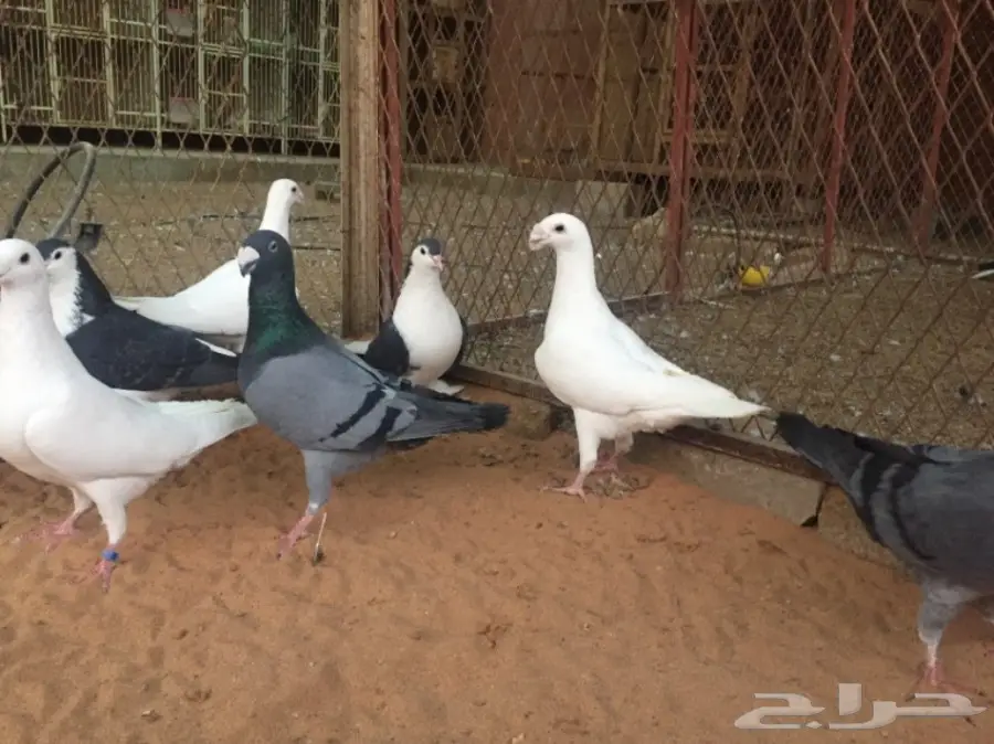 هومر و شيرازي (image 1)